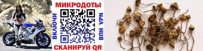 Псилоцибиновые грибы Cubensis  Купить где  Спасск-Рязанский 